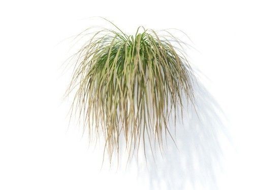 Carex  testacea 6 variations 3D model_6