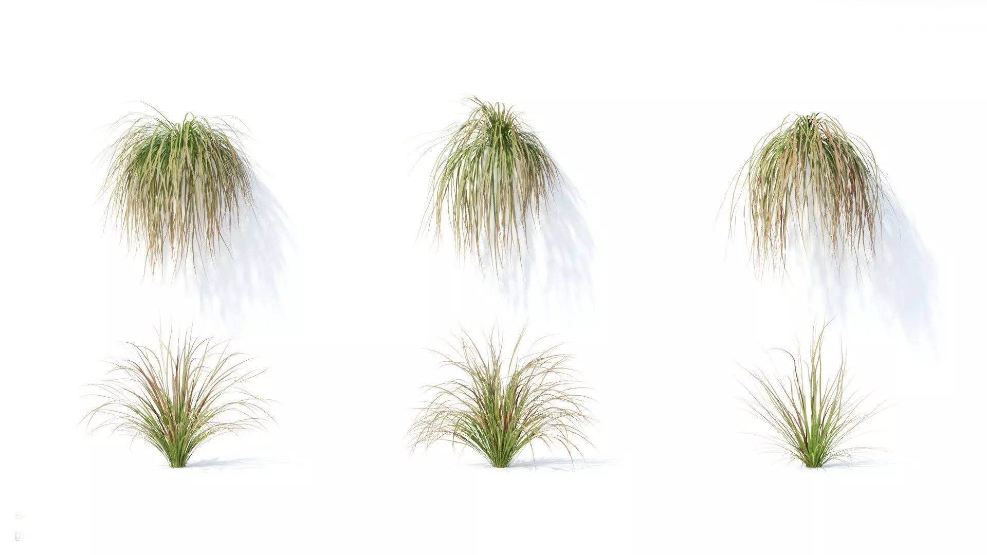 Carex  testacea 6 variations 3D model_0