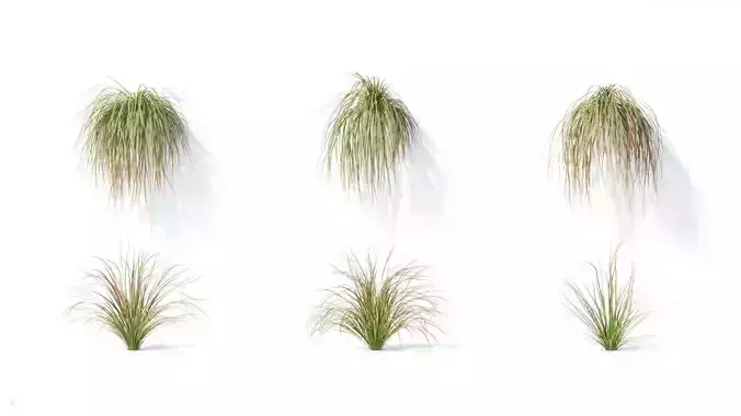 Carex  testacea 6 variations 3D model
