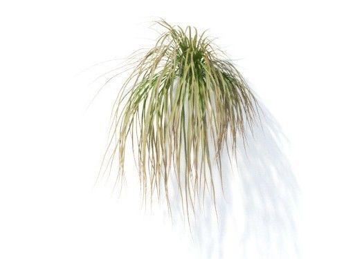 Carex  testacea 6 variations 3D model_5