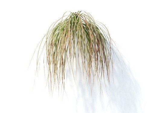 Carex  testacea 6 variations 3D model_4