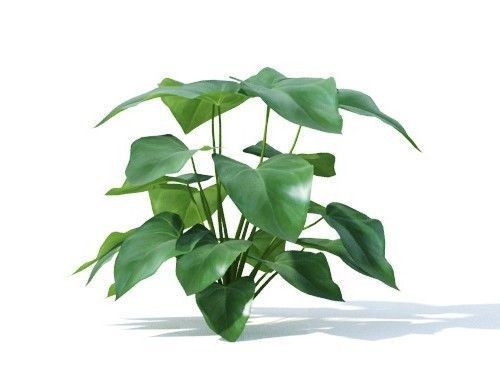 Anthurium  andraeanum 6 variations 3D model_3