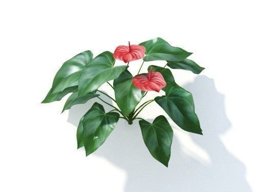 Anthurium  andraeanum 6 variations 3D model_4
