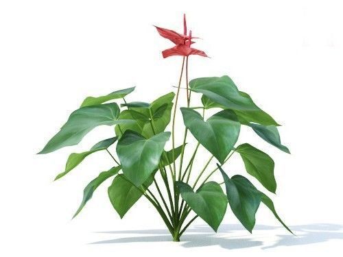 Anthurium  andraeanum 6 variations 3D model_1
