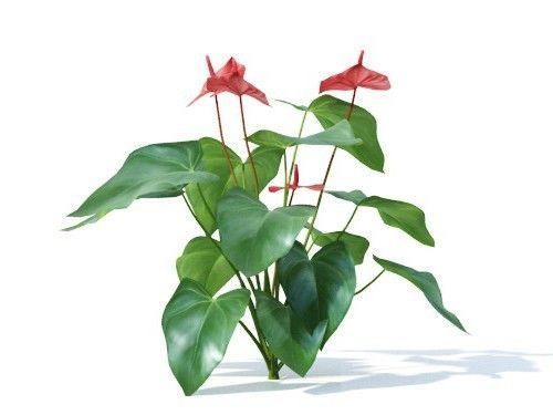 Anthurium  andraeanum 6 variations 3D model_2