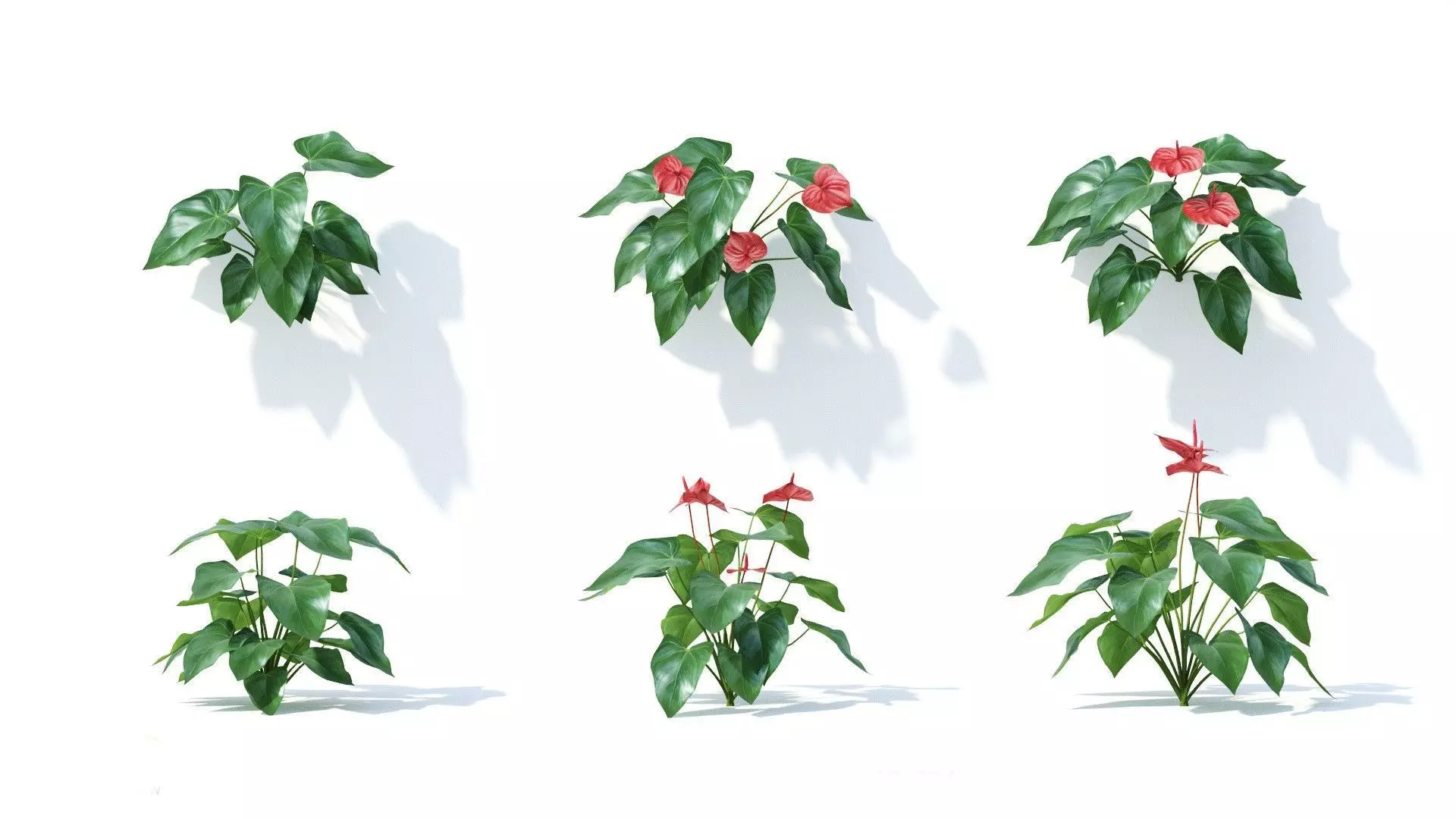 Anthurium  andraeanum 6 variations 3D model_0