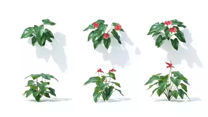 Anthurium  andraeanum 6 variations 3D model