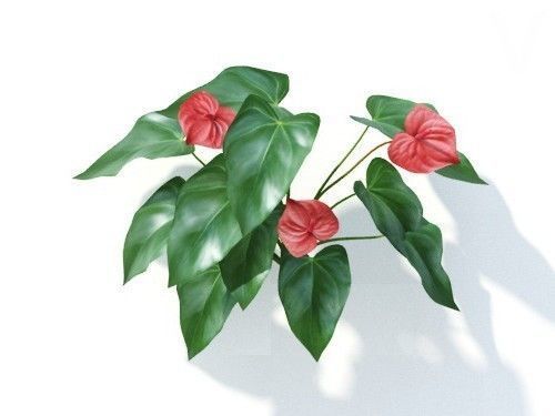 Anthurium  andraeanum 6 variations 3D model_5