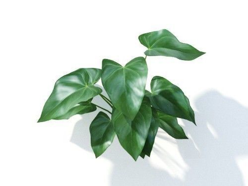 Anthurium  andraeanum 6 variations 3D model_6