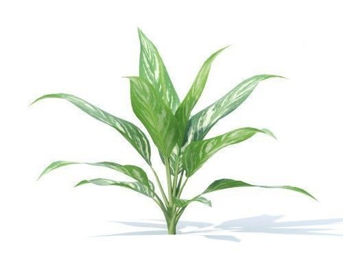 Aglaonema 6 variations 3D model_1