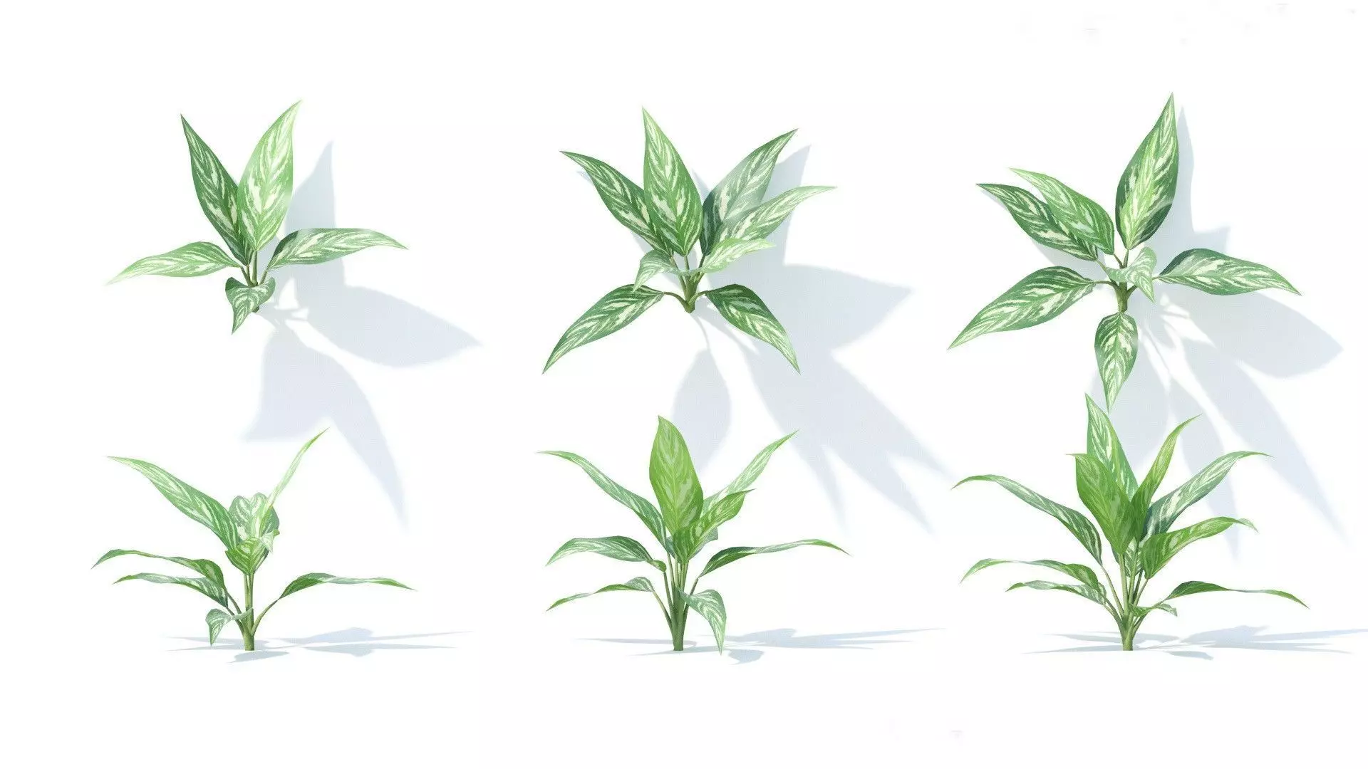 Aglaonema 6 variations 3D model_0