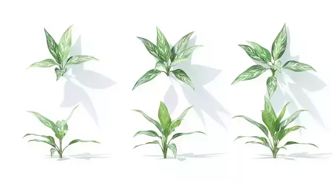 Aglaonema 6 variations 3D model