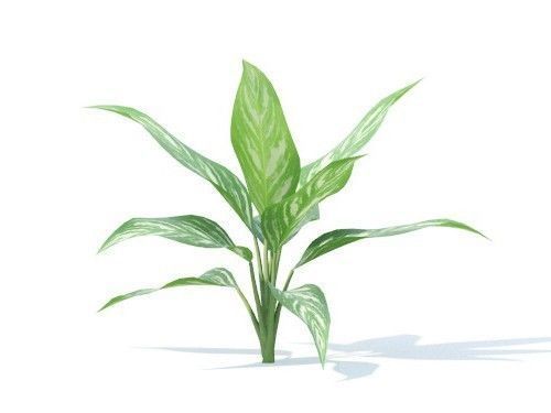 Aglaonema 6 variations 3D model_2