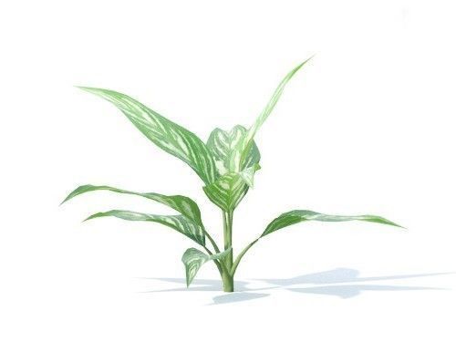 Aglaonema 6 variations 3D model_3