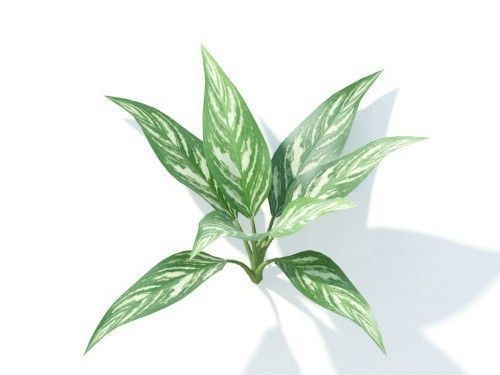 Aglaonema 6 variations 3D model_5