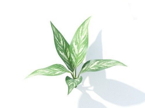 Aglaonema 6 variations 3D model_6