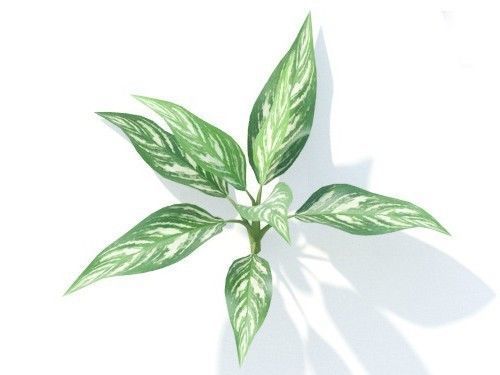 Aglaonema 6 variations 3D model_4