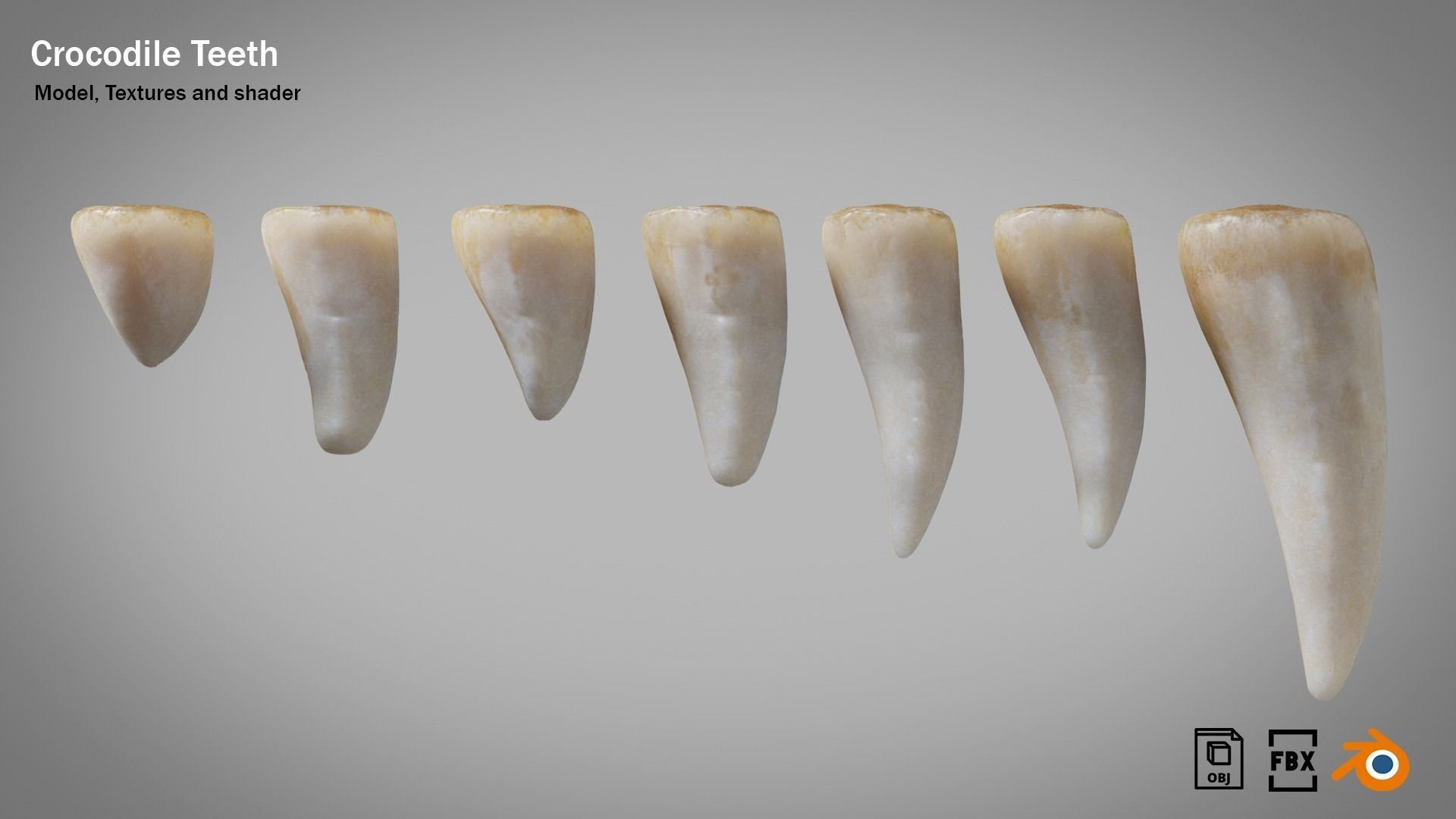 Crocodile teeth 7 pieces PBR Low-poly 3D model_3
