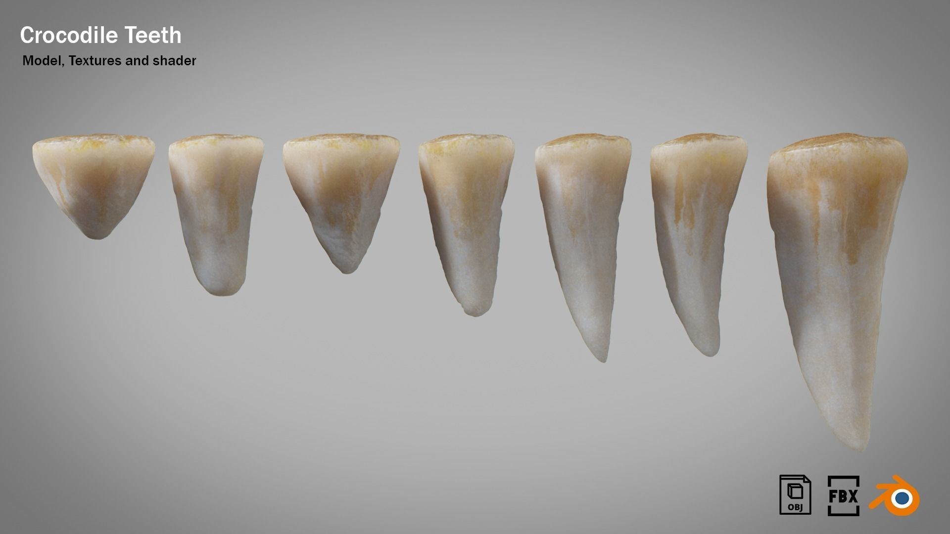 Crocodile teeth 7 pieces PBR Low-poly 3D model_4
