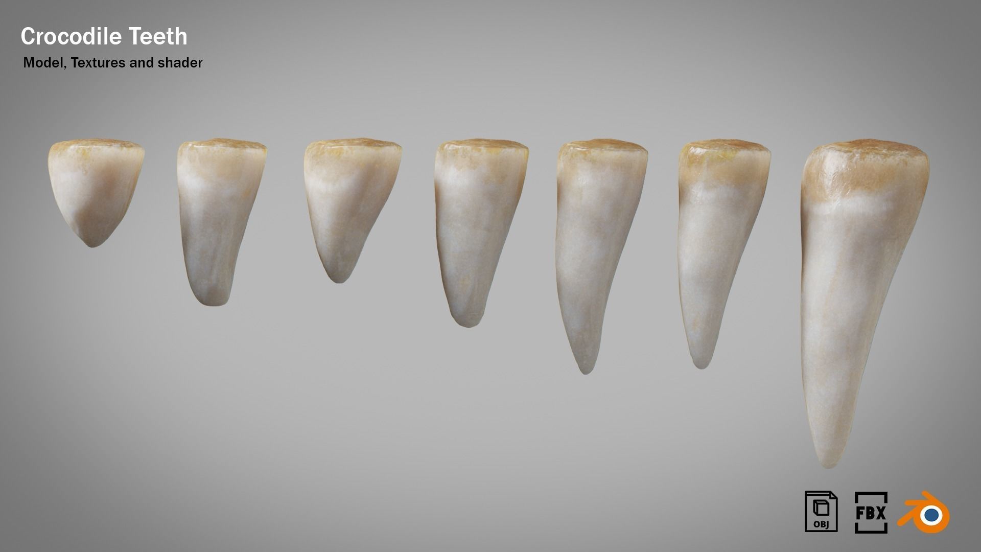 Crocodile teeth 7 pieces PBR Low-poly 3D model_5