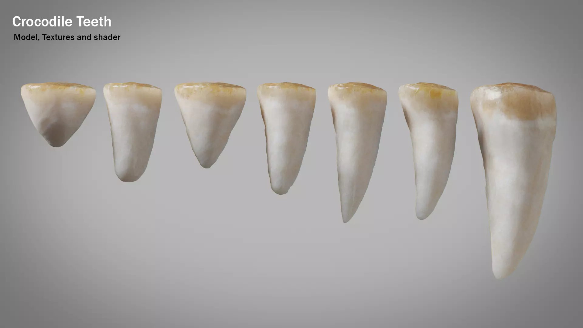 Crocodile teeth 7 pieces PBR Low-poly 3D model_0