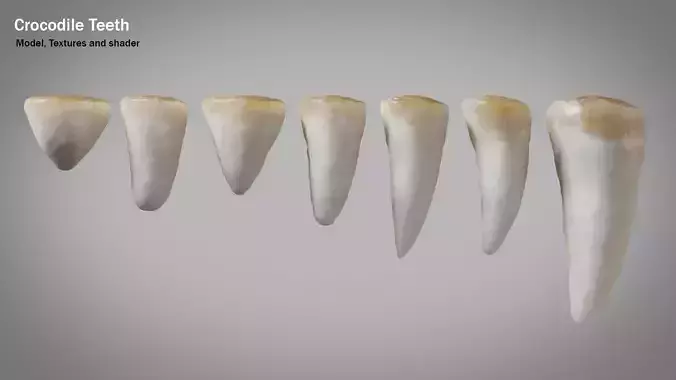 Crocodile teeth 7 pieces PBR Low-poly 3D model