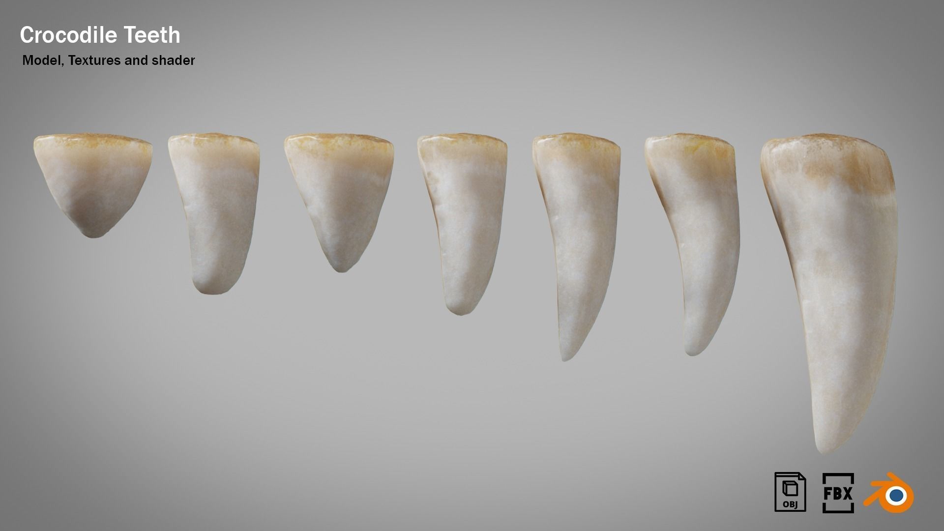 Crocodile teeth 7 pieces PBR Low-poly 3D model_2