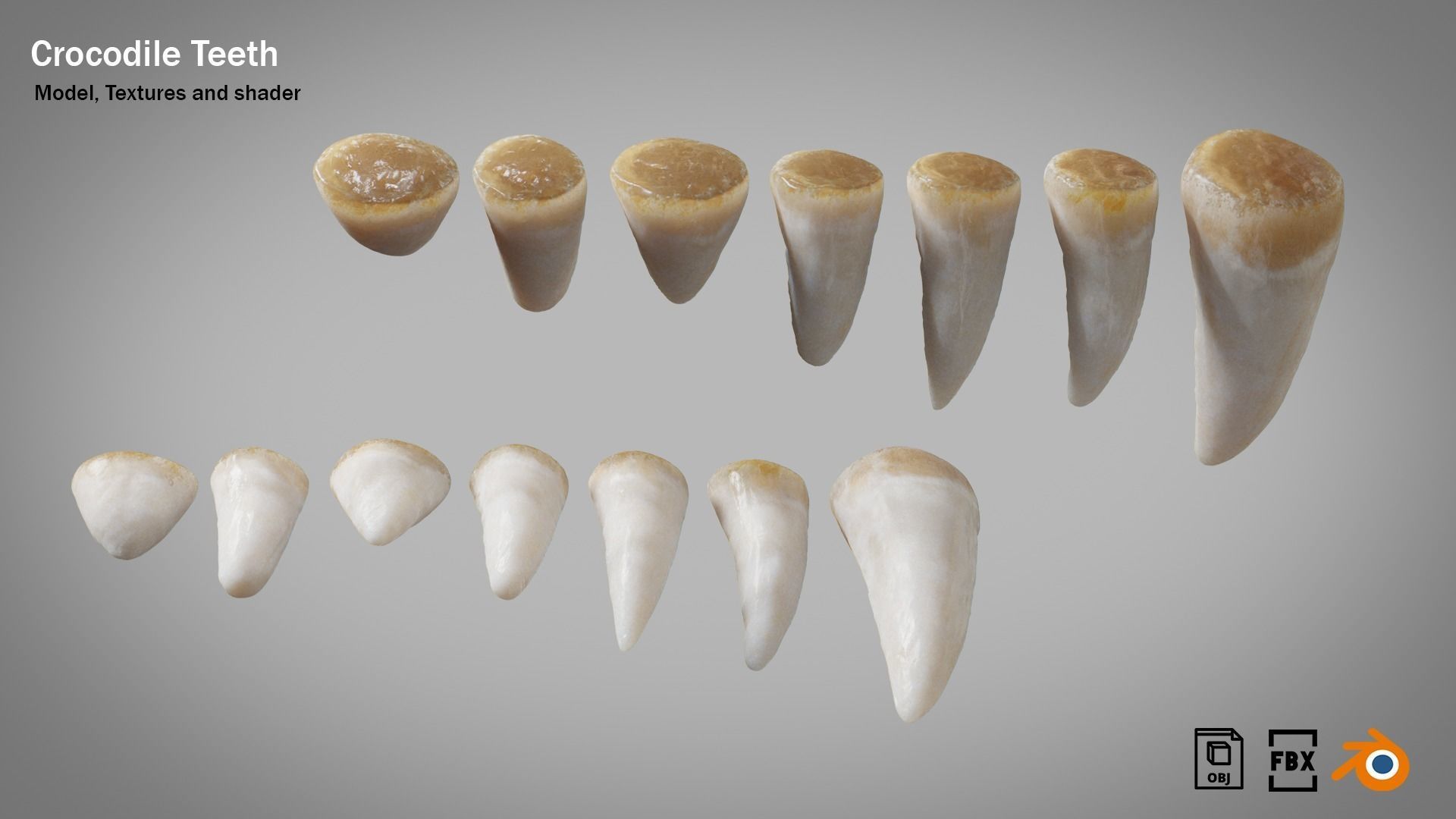 Crocodile teeth 7 pieces PBR Low-poly 3D model_6