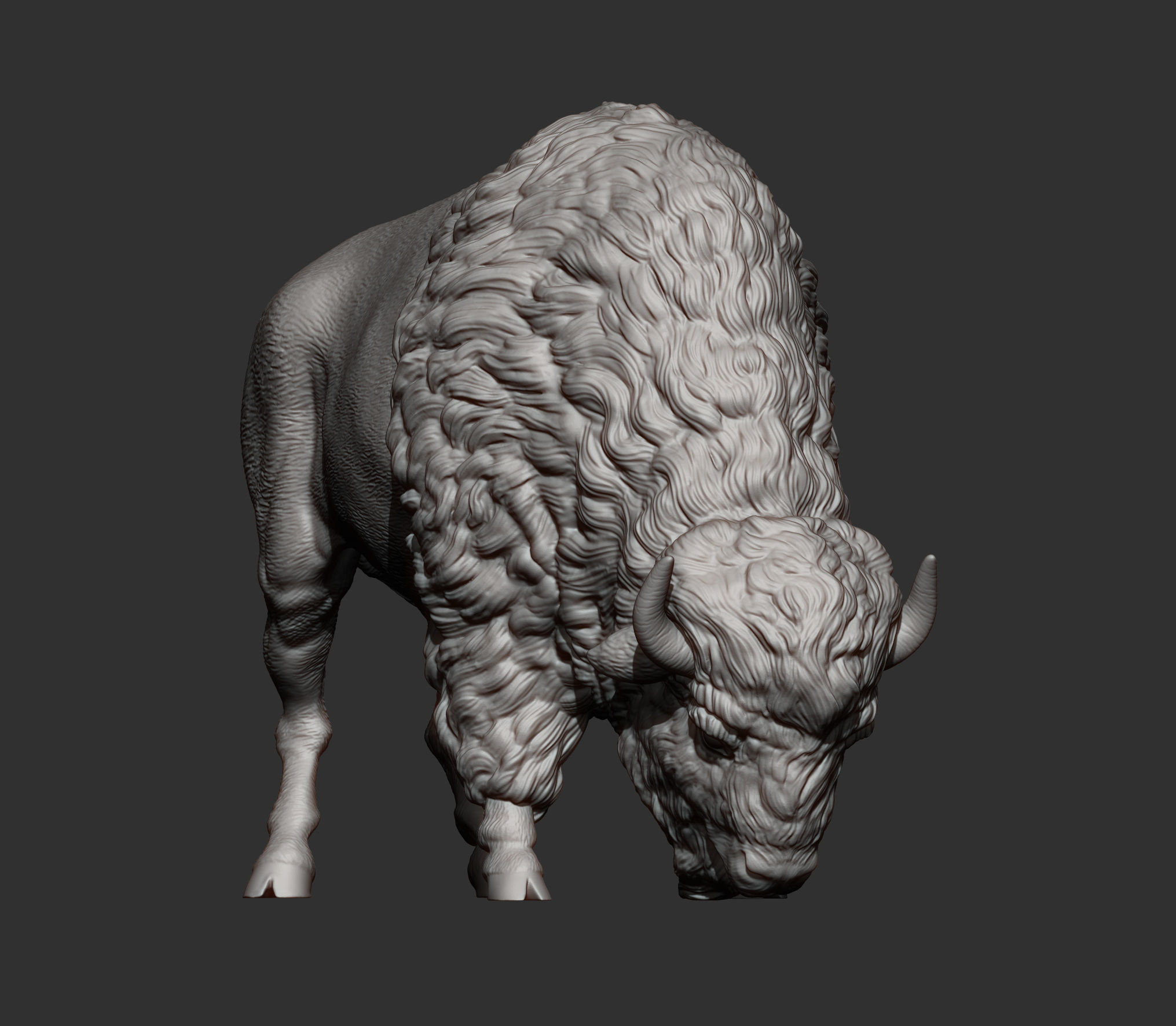 Bison 3D print model_7