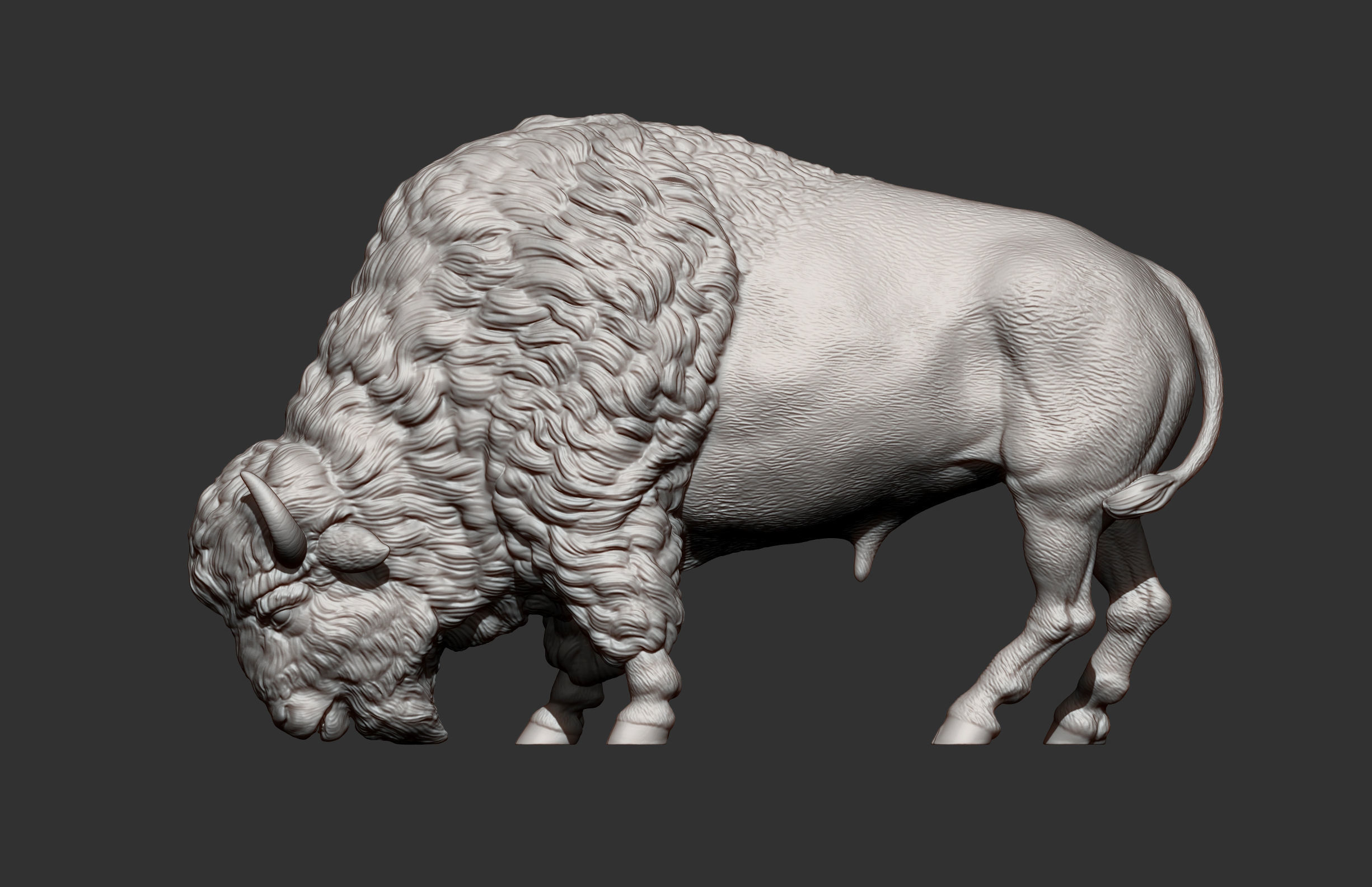 Bison 3D print model_11