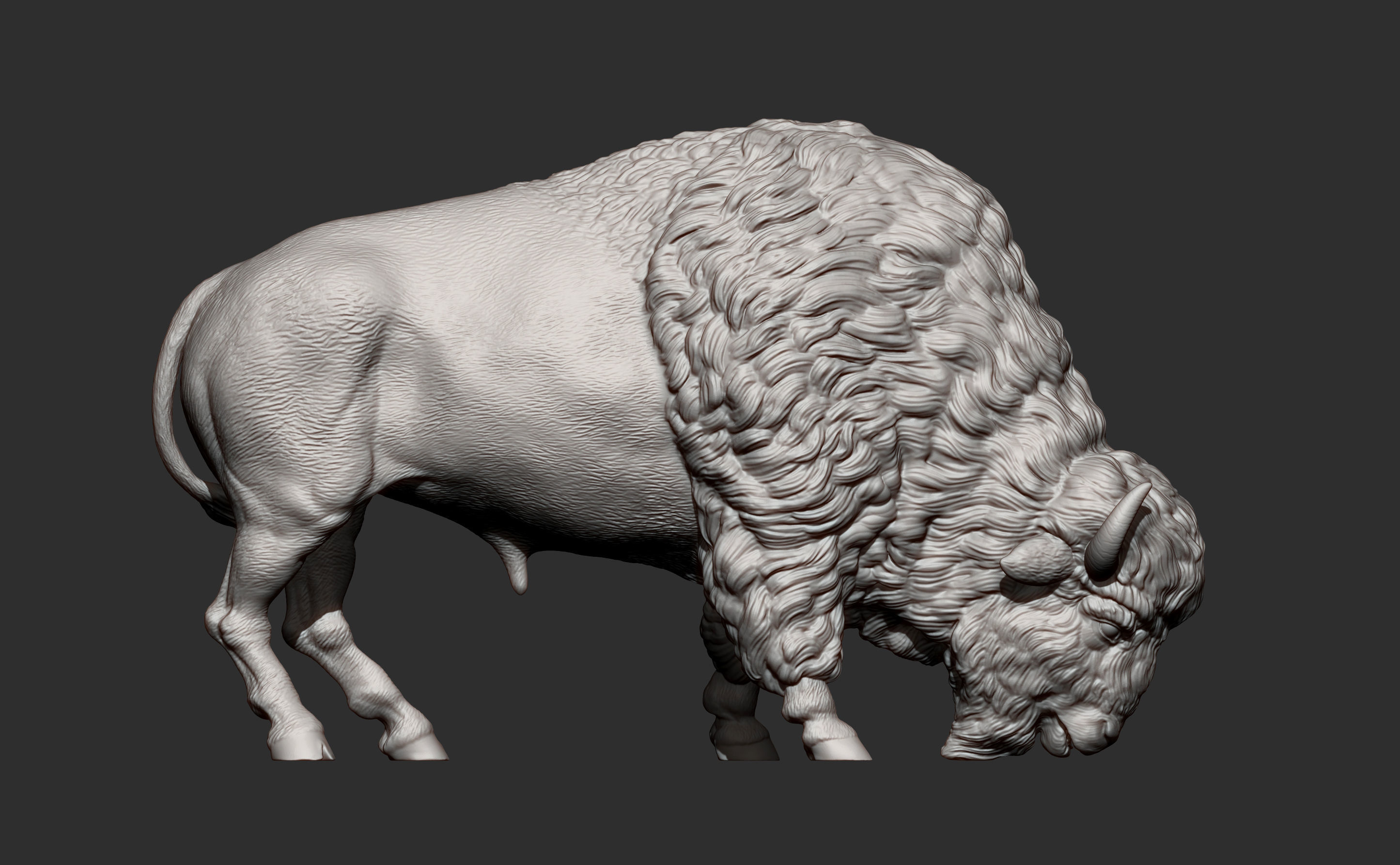 Bison 3D print model_12