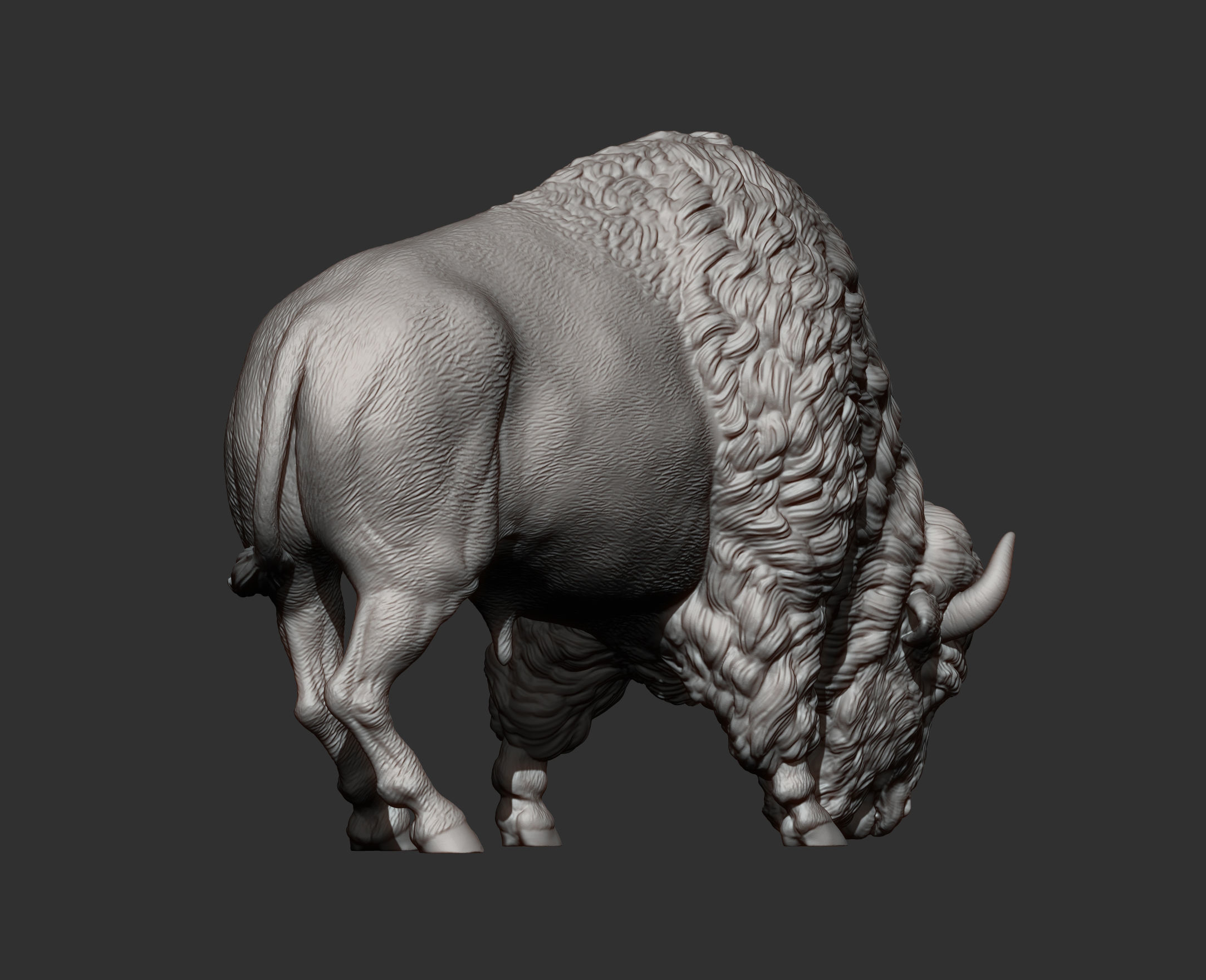 Bison 3D print model_8