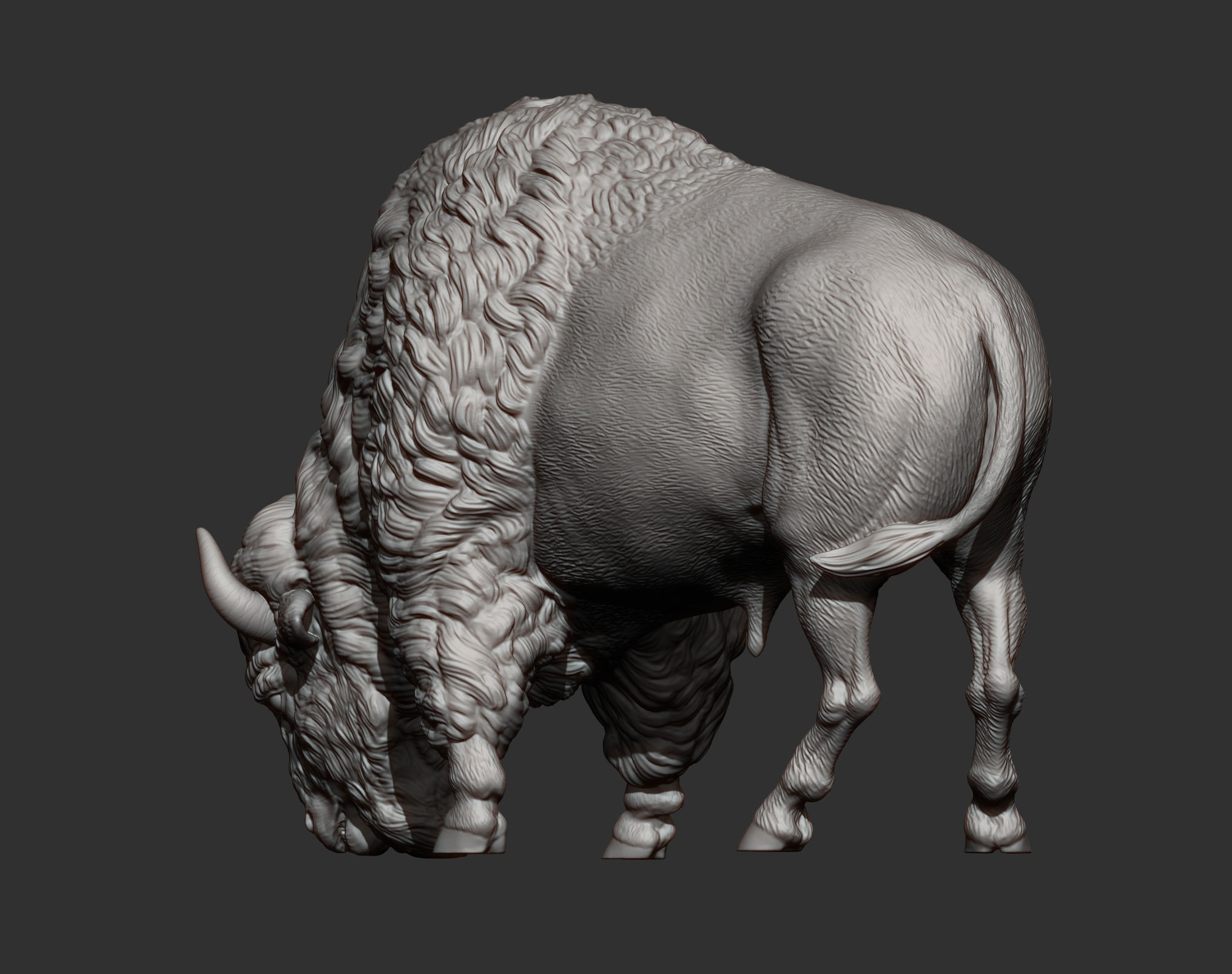 Bison 3D print model_9
