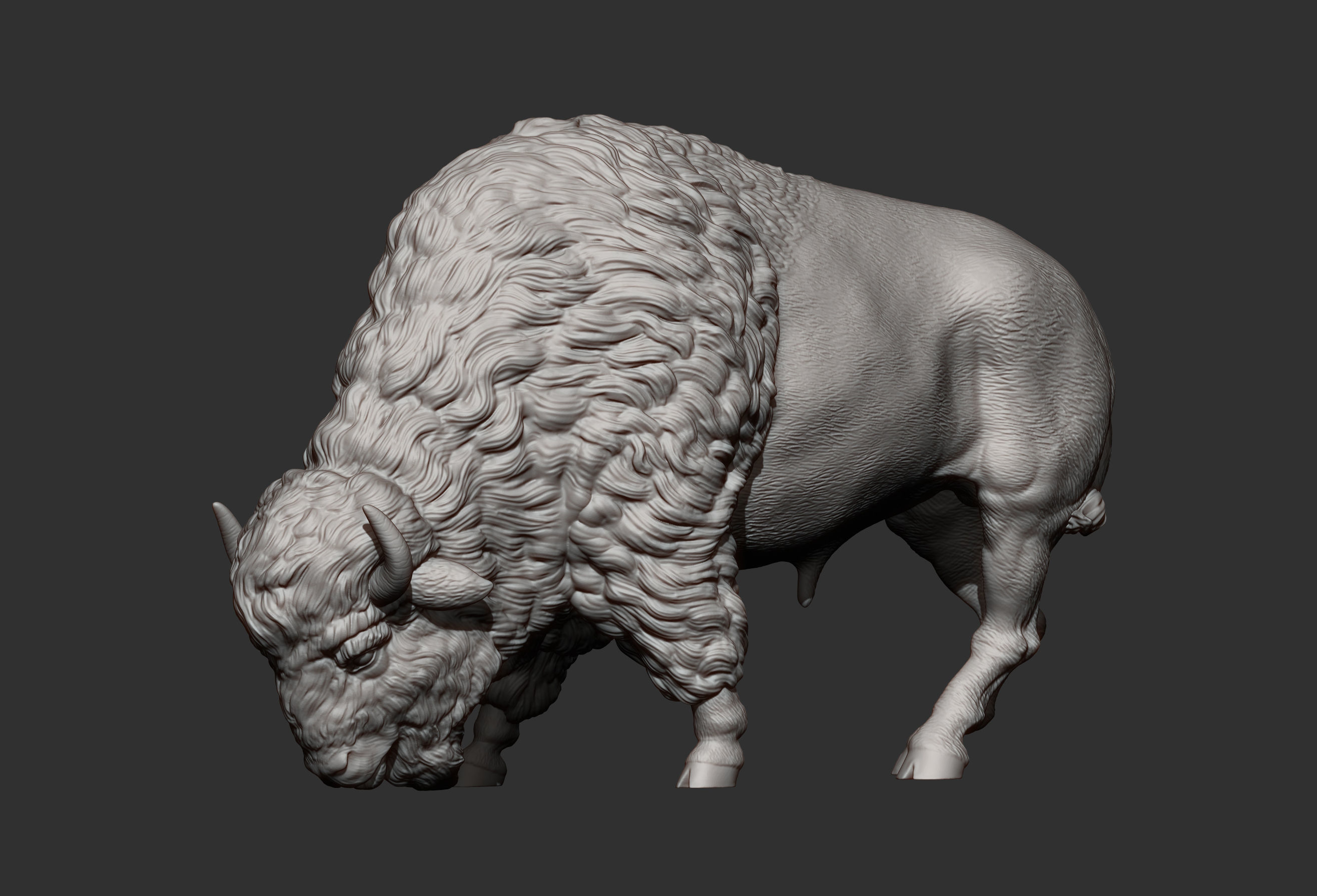 Bison 3D print model_10