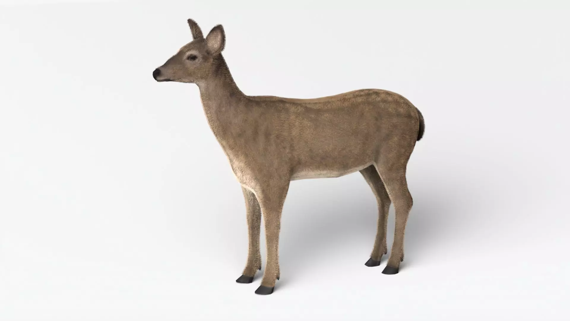 Deer for MAYA XGEN Arnold Low-poly 3D model