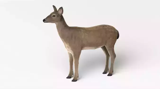 Deer for MAYA XGEN Arnold
