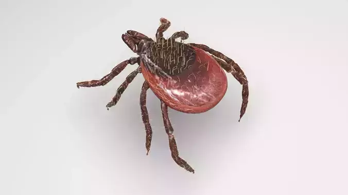 Tick Insect