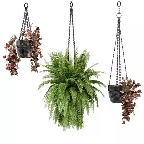 Indoor Plants in rusty Concrete Pot with Macrame - Set 29 