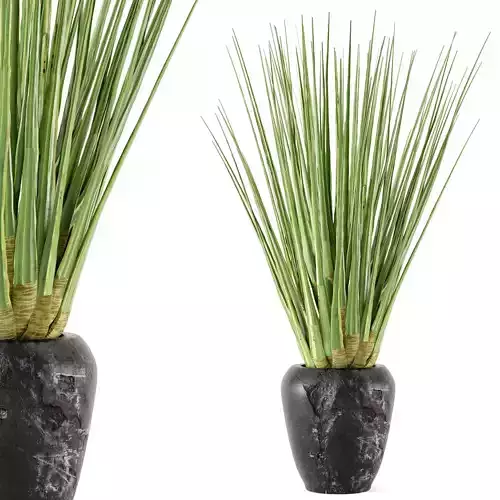 Indoor Plants in rusty Dark Concrete Pot - Set 33 