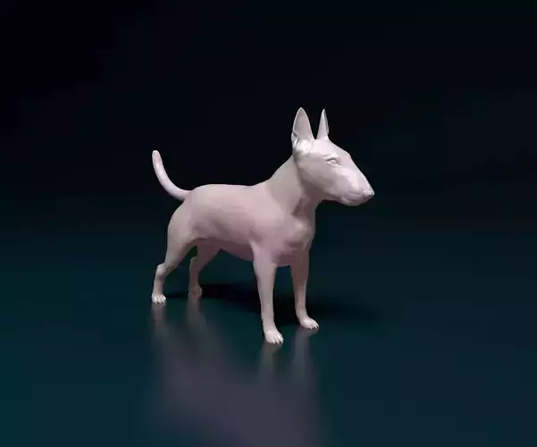 Bull terrier female