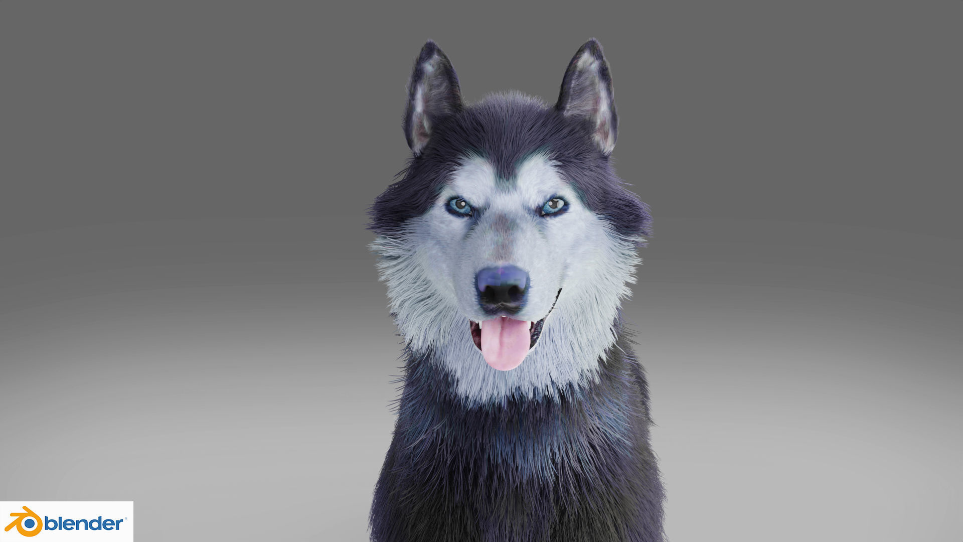 Fur Gray Wolf Rigged and Animation V01 Low-poly 3D model_8