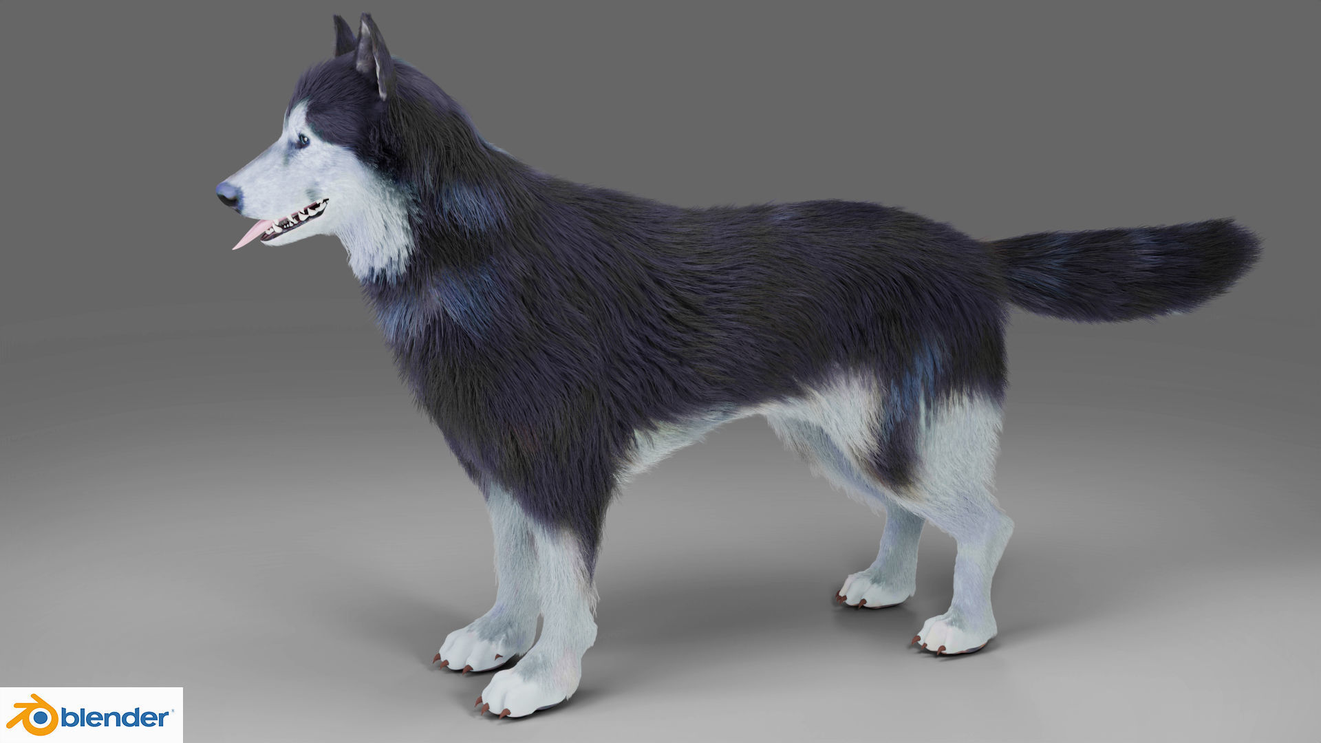Fur Gray Wolf Rigged and Animation V01 Low-poly 3D model_3