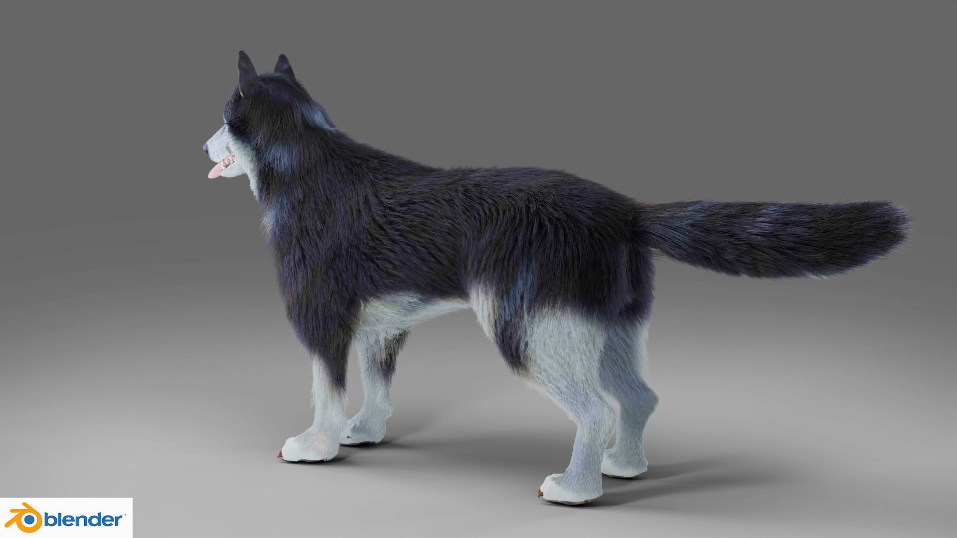 Fur Gray Wolf Rigged and Animation V01 Low-poly 3D model_10
