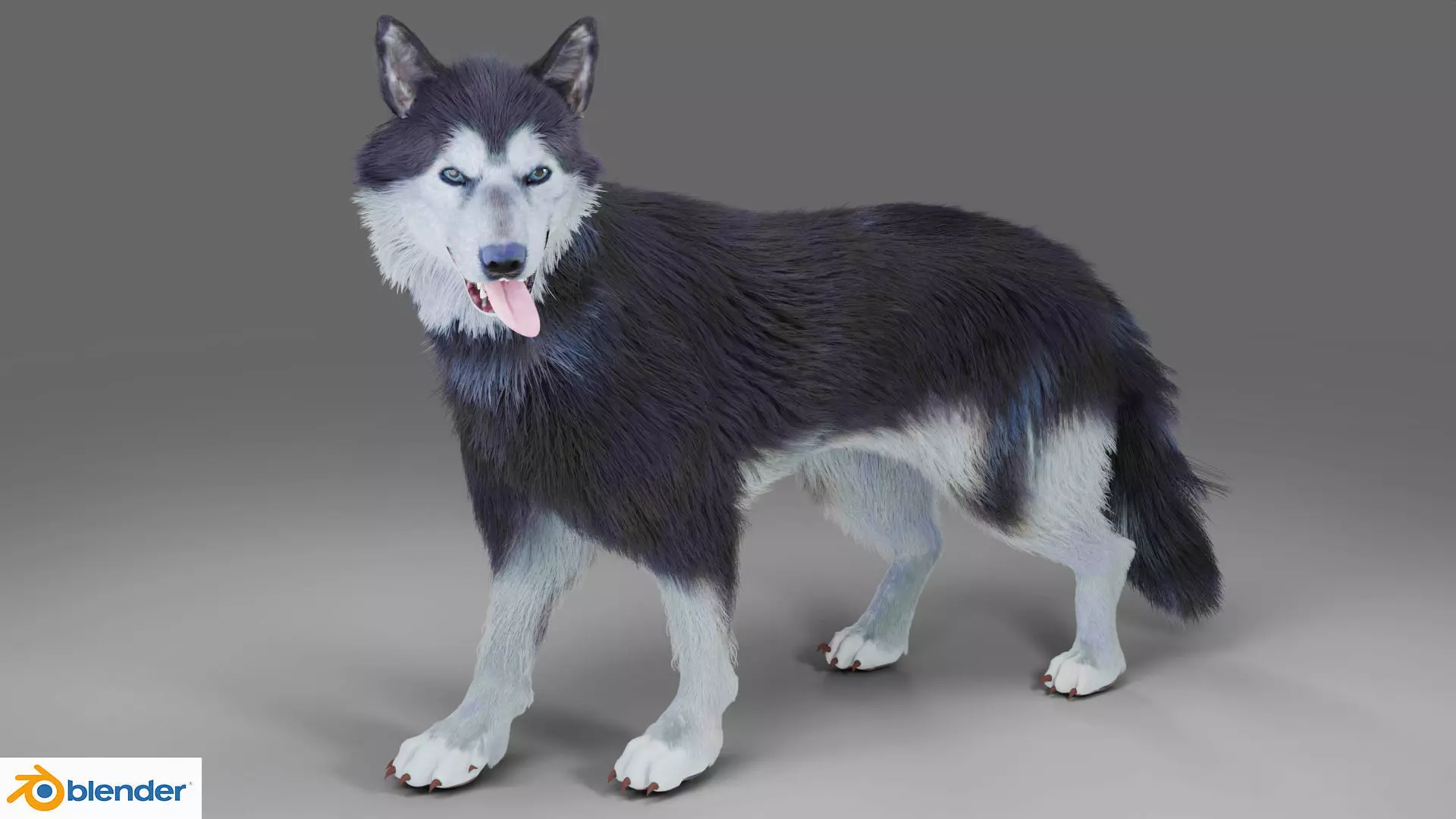Fur Gray Wolf Rigged and Animation V01 Low-poly 3D model_0