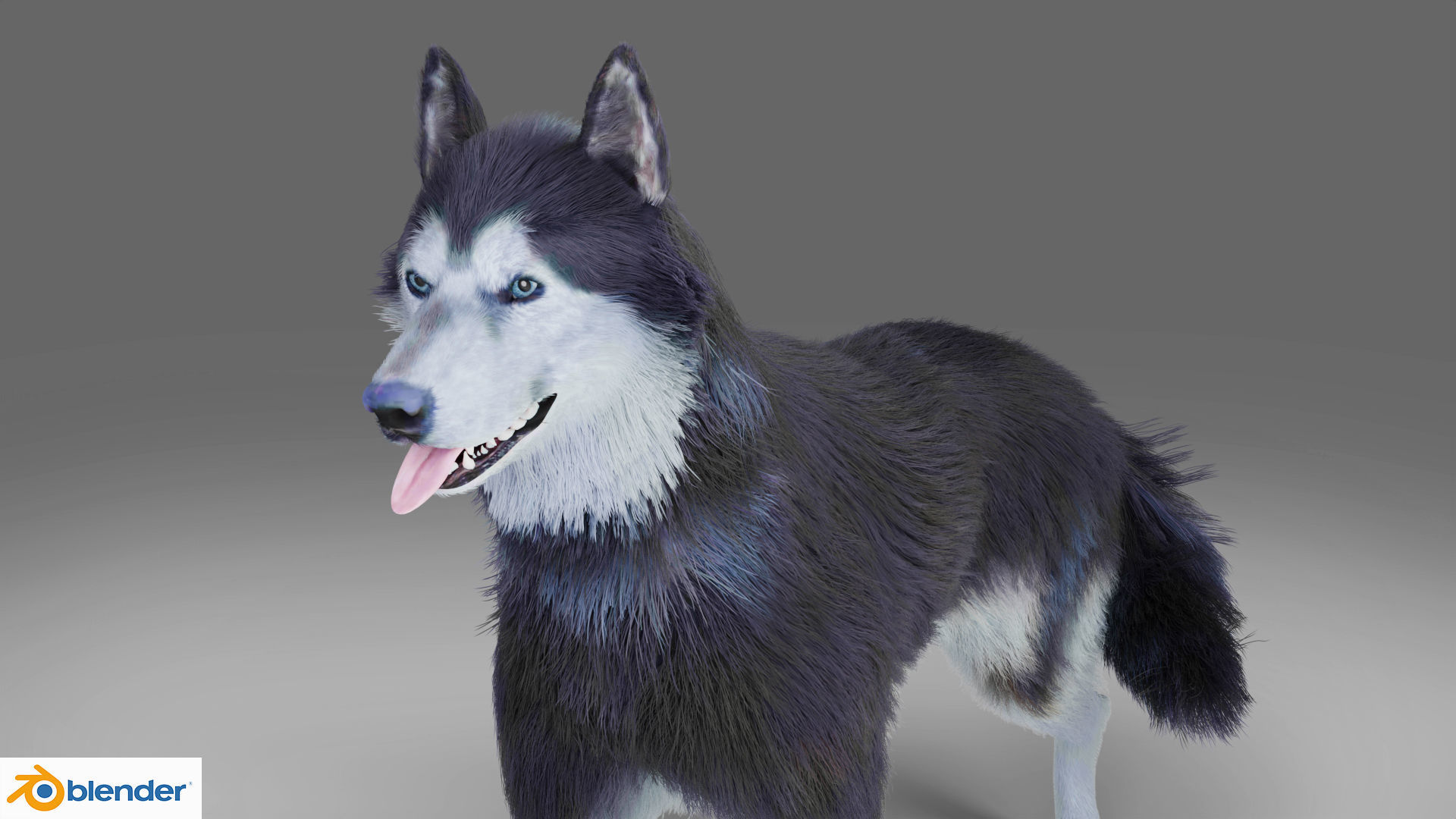 Fur Gray Wolf Rigged and Animation V01 Low-poly 3D model_4