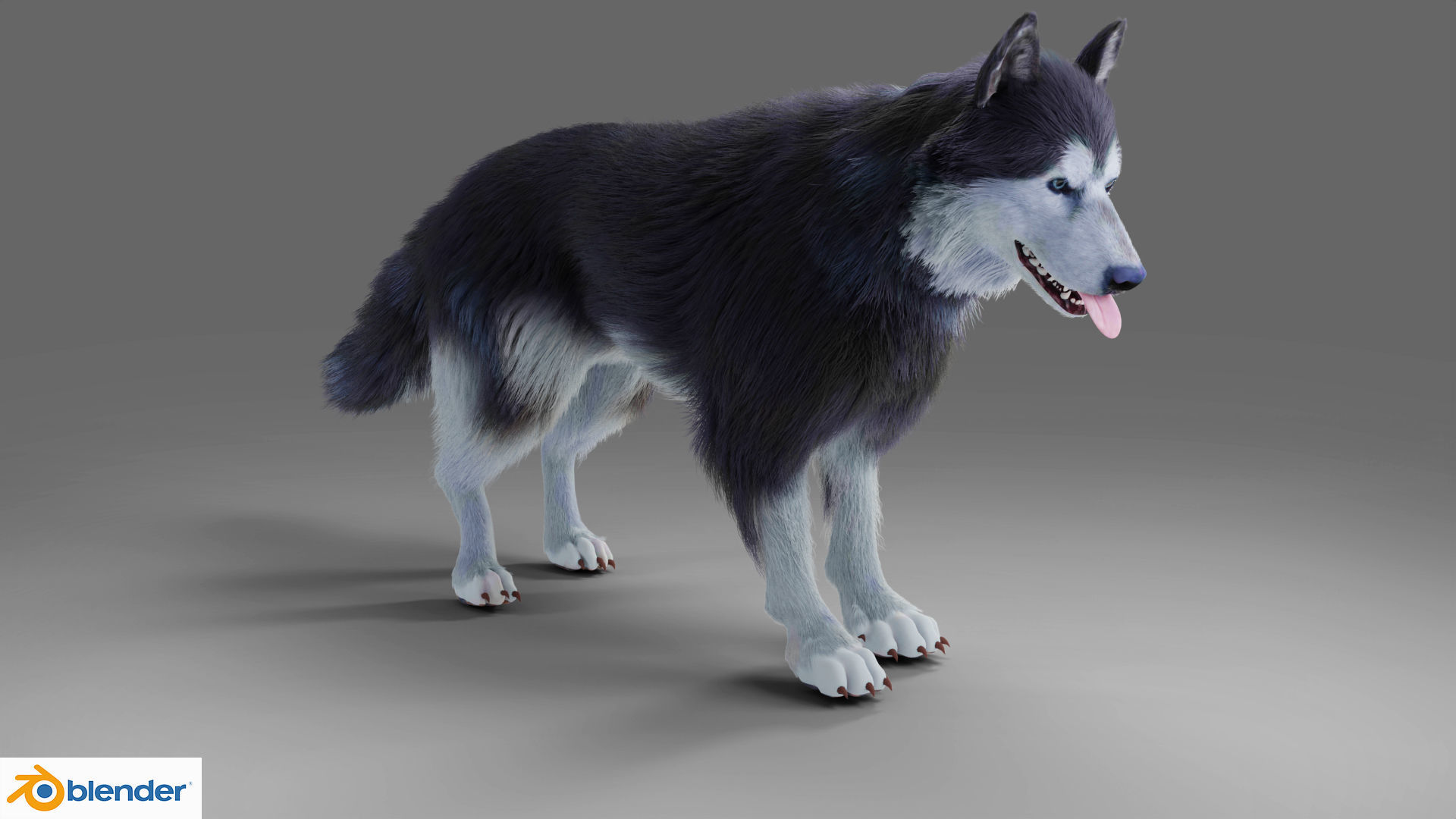 Fur Gray Wolf Rigged and Animation V01 Low-poly 3D model_7