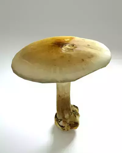 Forest Mushroom - 3D Scan