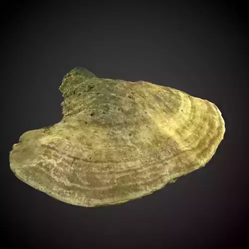 Giant Mossy Mushroom - Hairy Bracket - Trametes hirsuta Low-poly 3D model