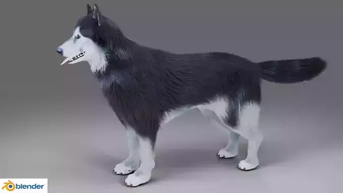 Fur Gray Wolf NO Rigged in Blender