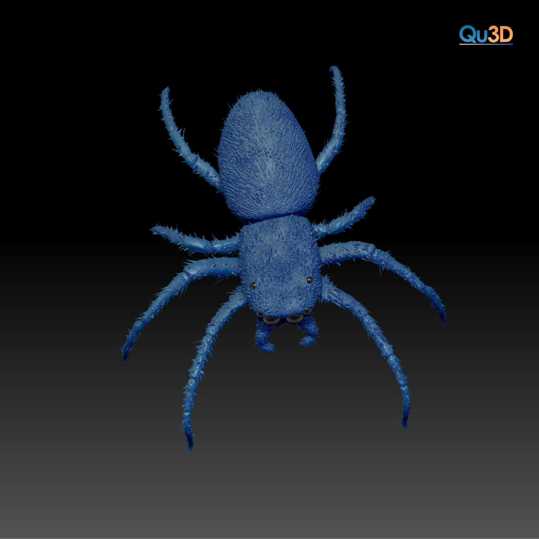 European Zebra jumping spider-Highpolygon 3D model fullsize 3D model_5